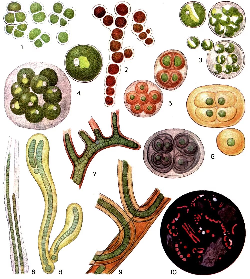 Зеленые водоросли форма. Плеврококк водоросль. Зеленые водоросли плеврококк. Плеврококк одноклеточная. Зеленые водоросли царство протисты.