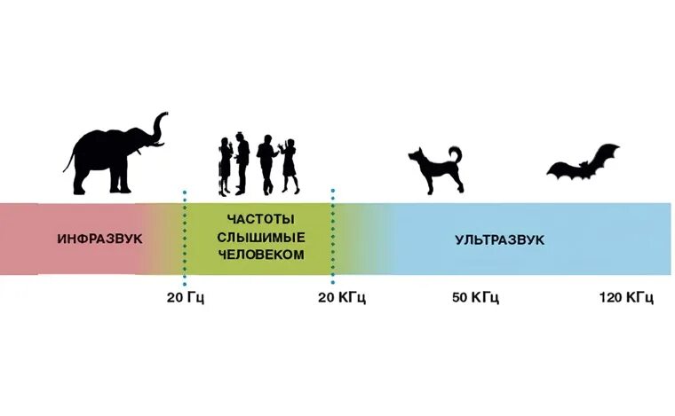 Инфразвук в гц. Инфразвук, слышимый диапазон и ультразвук. Диапазон частоты звуковых волн инфразвук ультразвук. Шкала звуковых частот. Звук инфразвук ультразвук.