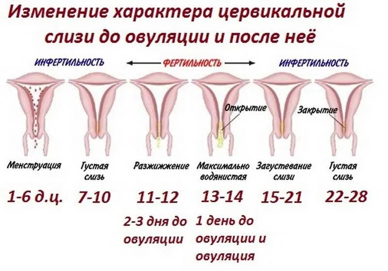Выделения после овуляции по дням. Выделения ариовуляции. выделения приовудяции. выделения э при овуляции.