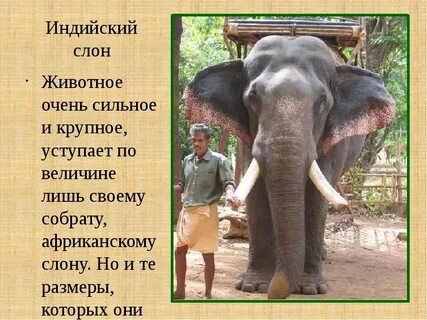 Краткий рассказ про слона