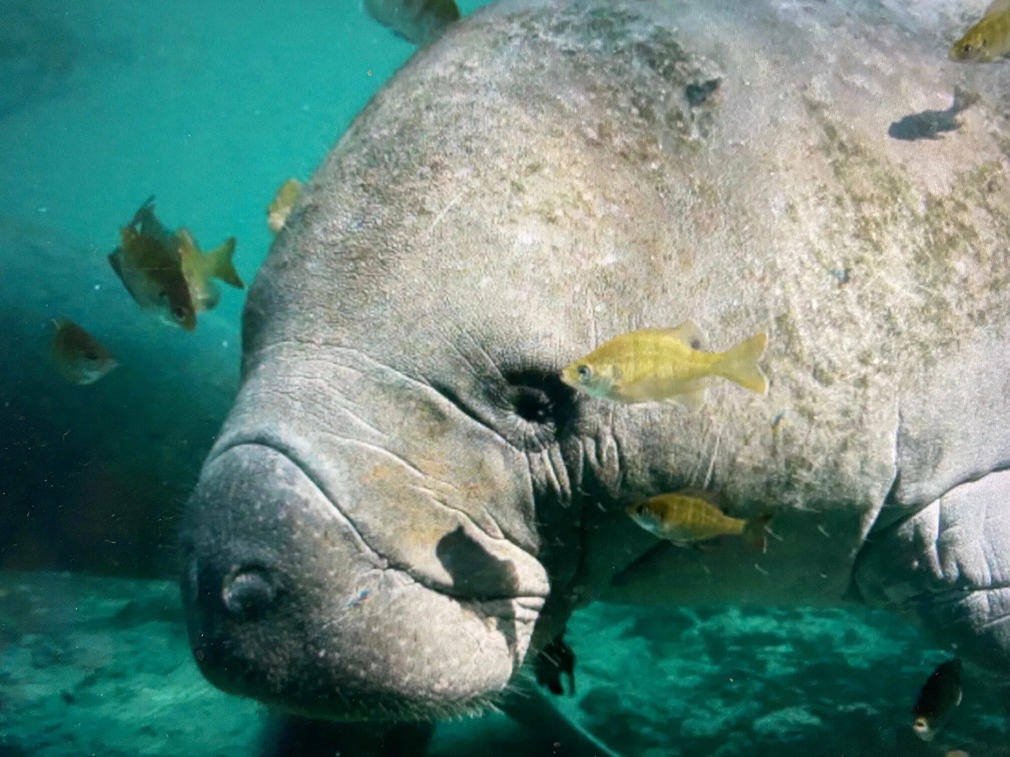 Animals posting. Ламантины. Дюгонь морская корова. Ламантин и Дюгонь. Ламантины лежбище.