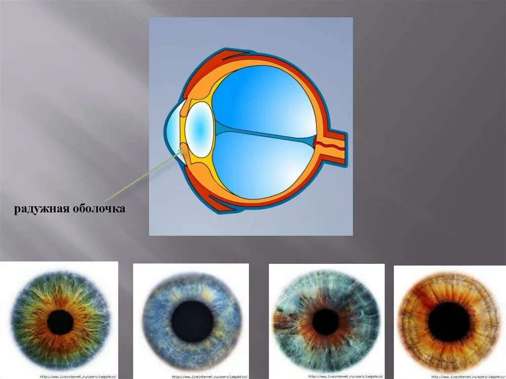 Радужная оболочка глаз меланин пигментные клетки. Радужка глаза анатомия. Строение Радужки глазного яблока. Строение Радужки глаза человека. Особенность строения радужки какую функцию она выполняет
