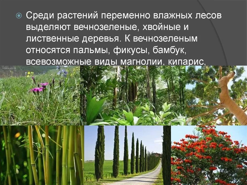 Кипарис влажные субтропики. Растительный мир субтропических лесов в России. Растения зоны переменно влажных субтропических лесов. Растения в субтропических лесах. Растения характерные для субтропических лесов