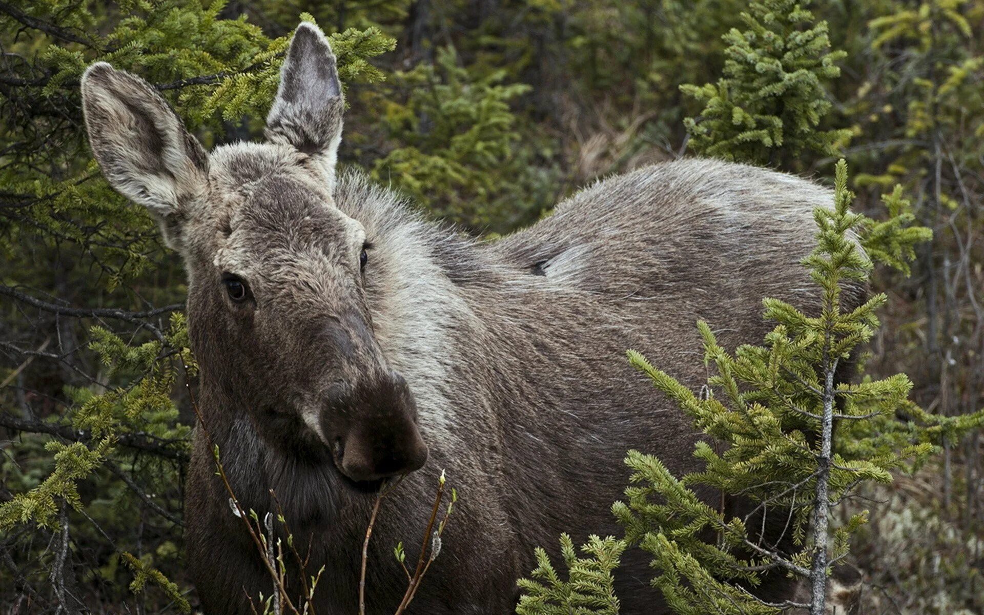 Животные карелии лось. Лось в лесостепи. Крупное животное живет в лесу. Уссурийский лось. Канадский гризли.