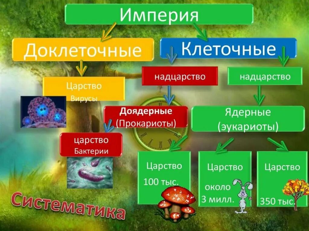 Систематика организмов биология. Современная систематика эукариот. Империя клеточные эукариот царство животные. Бактерии Империя Надцарство царство. Империя доклеточные и клеточные.