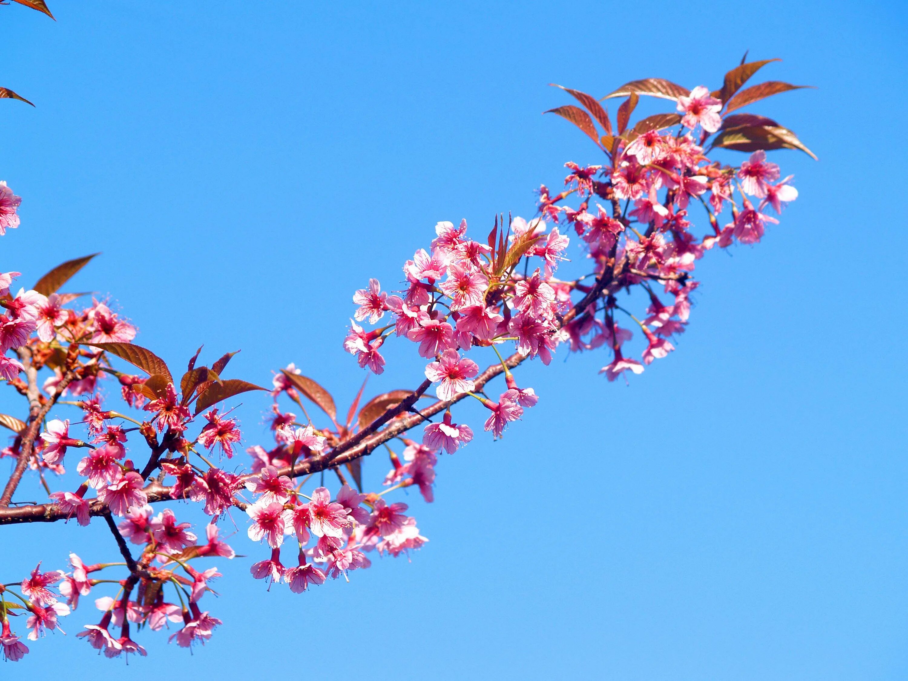 Ветка Цветущая. Листва Сакуры. Ветка вишни. Ветка цветущей вишни. Blossom com
