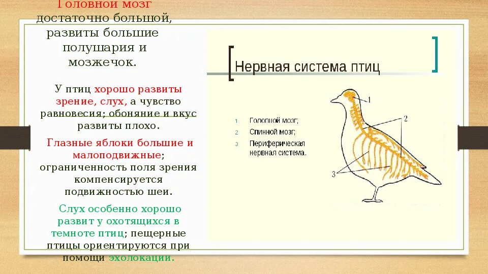 Развитые органы чувств у птиц. Орган равновесия у птиц. Мозг птицы. У птиц развиты. Большие полушария у птиц.