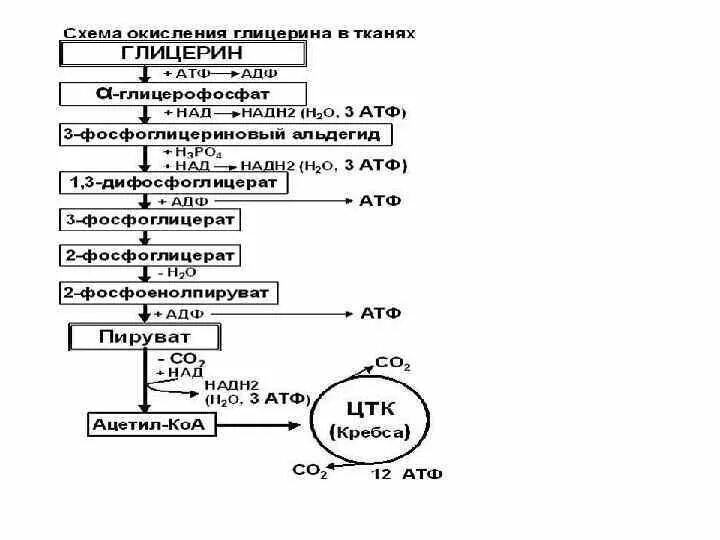 Окисление глицерола. Аэробное окисление глицерина. Окисление глицерина до со2 и н2о реакции. Схема окисления глицерина. Окисление глицерина до со2 и н2о.