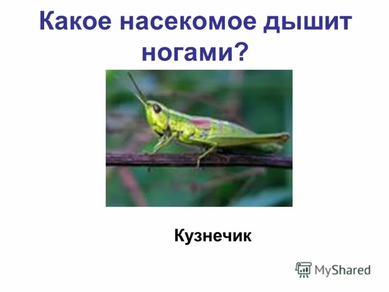 сколько пар конечностей у кузнечика