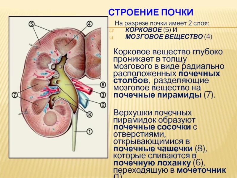 Корковое вещество почки анатомия. Строение почки почечные столбы. Столбы коркового вещества почки. Корковое и мозговое вещество почки. Распад почки