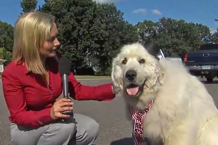 город собак. собаки мэры. Mayor max ii. мэр миннесоты. собака дюк мэр.