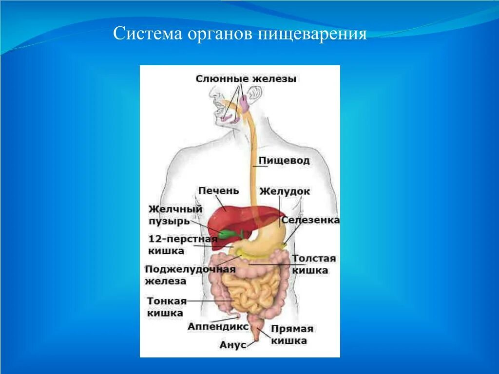 Пищеварительная система часть