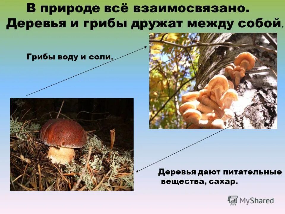 в природе всё взоимо связоно.