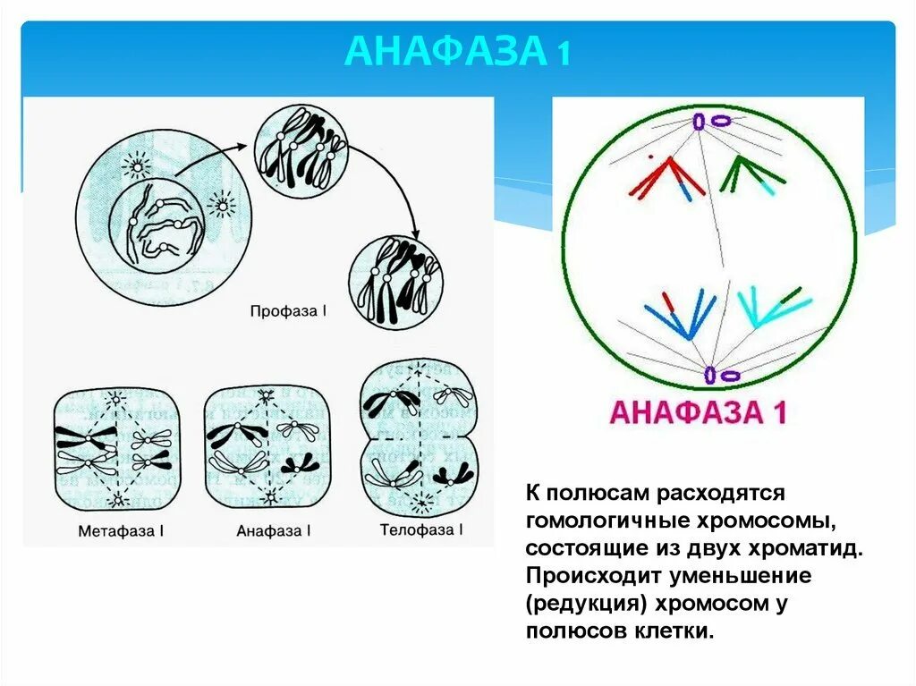 Сколько клеток в анафазе. Анафаза мейоза 1. Мейоз 1 анафаза 1 набор хромосом. Анафаза мейоза 1 набор. Анафаза 1 хромосомный набор.