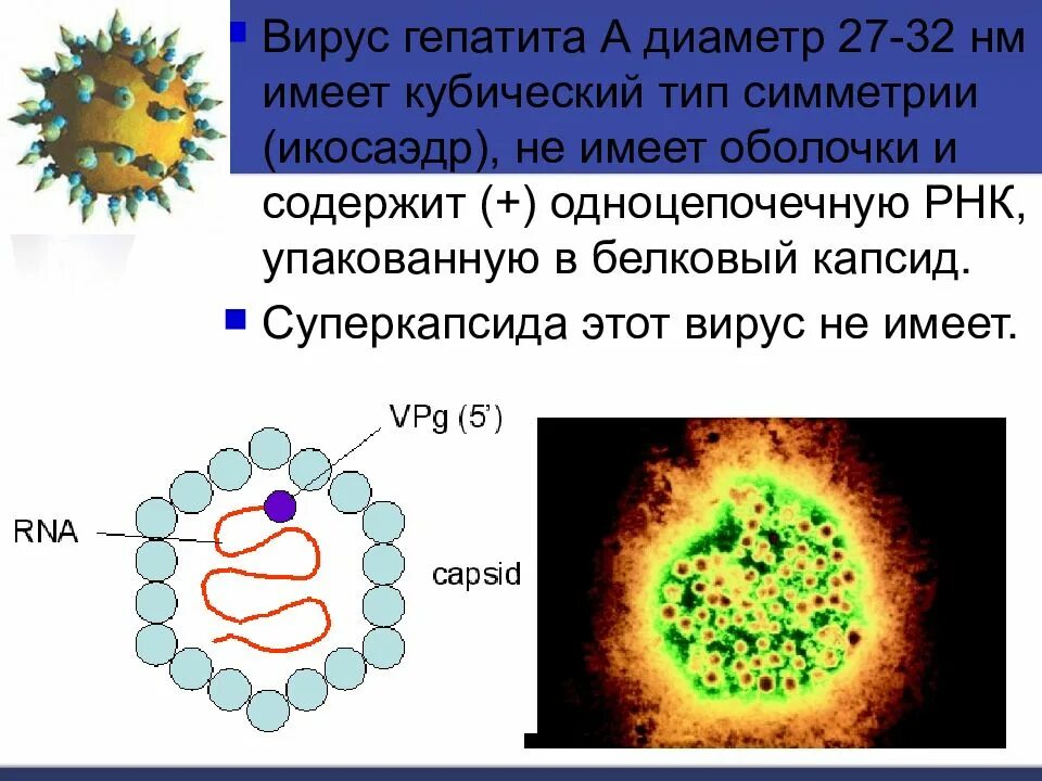 Вирус гепатита в. Капсид вируса гепатита в. РНК содержащие вирусные гепатиты. Вирусы имеют.