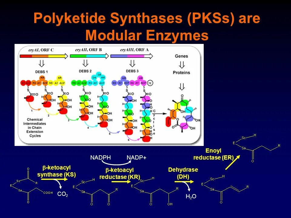 NADP редуктаза. Поликетидный путь. Поликетидный путь биосинтеза. Поликетидный Синтез.