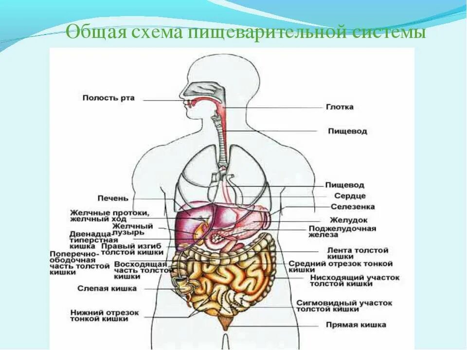 Схема пищеварительной системы человека 8 класс биология. Пищеварительная система по биологии 8 класс. Система органов пищеварения 8 класс биология. Пищеварение человека схема 8 класс биология. Пищеварительная система характеристика кратко