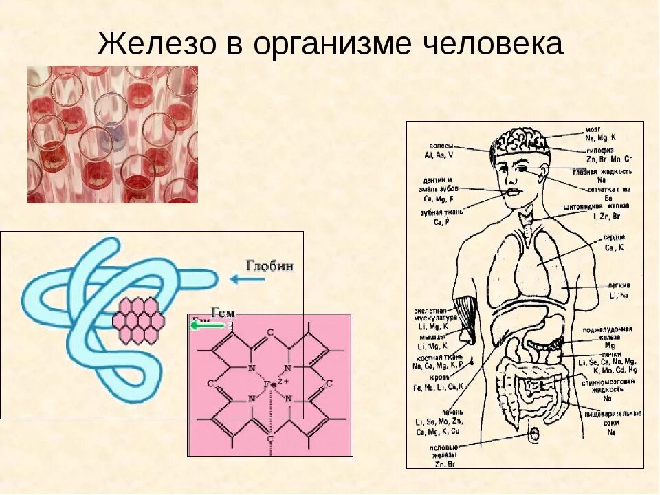 Железо в роли элемента. Железо в организме человека. Арго железо. Железы организма человека. Роль железа в организме.