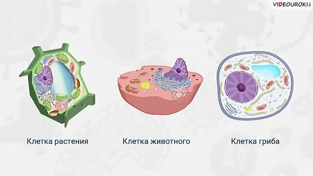 Клетки растительные животные бактериальные грибные. Растительная животная грибная и бактериальная клетки. Клетки растений животных грибов и бактерий. Растительная клетка животная клетка грибная клетка. Строение клеток растений животных грибов и бактерий.