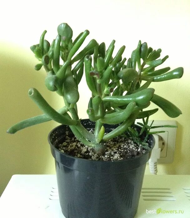 Крассула коралл. Крассула голлум. Крассула коралл. Крассула овата хоббит. Толстянка крассула хоббит.