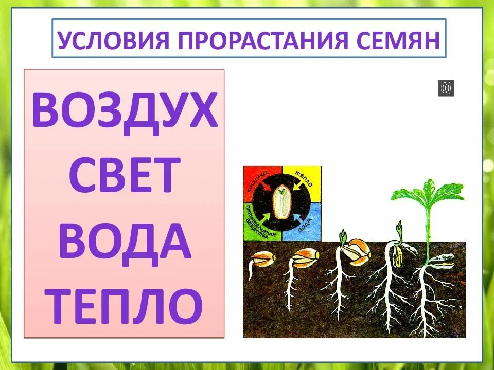 3 класс размножение и развитие растений видеоурок. 3 класс размножение и развитие растений видеоурок