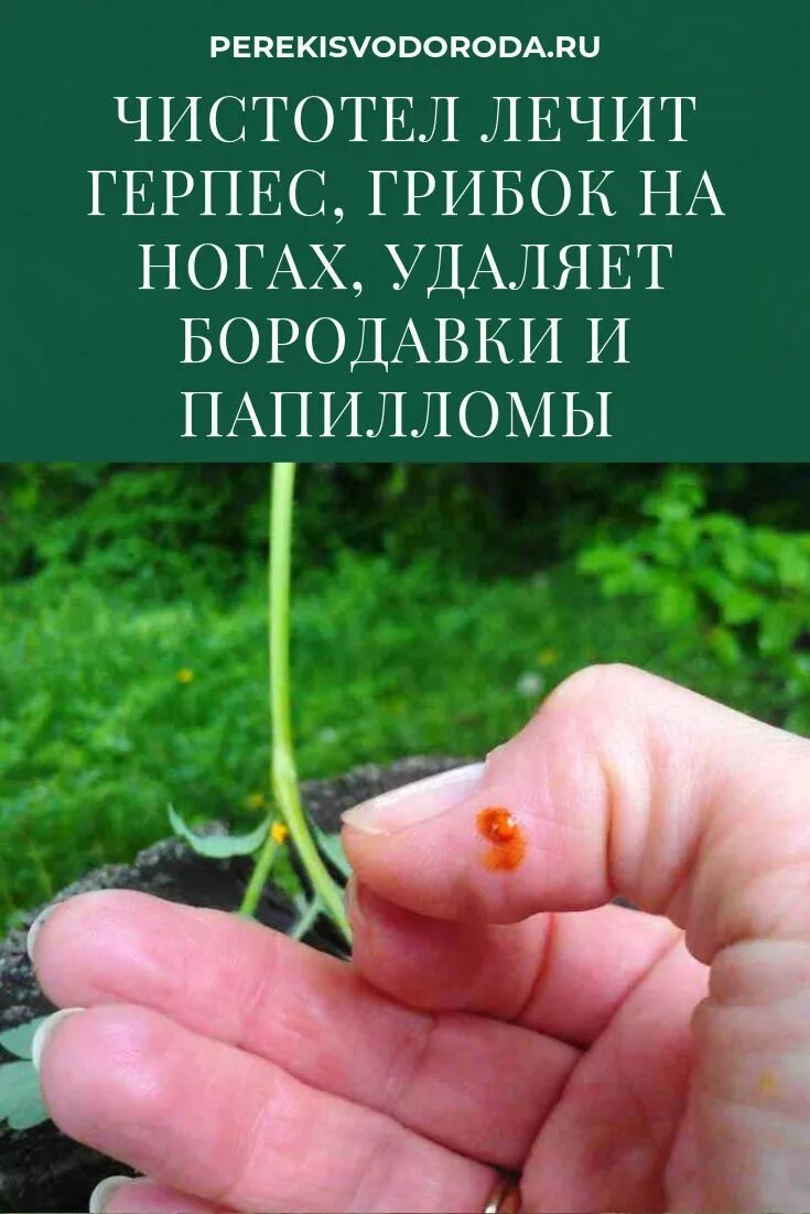 Лечение чистотелом в домашних. Чистотел. Чистотел от дерматита. Растение от бородавок.