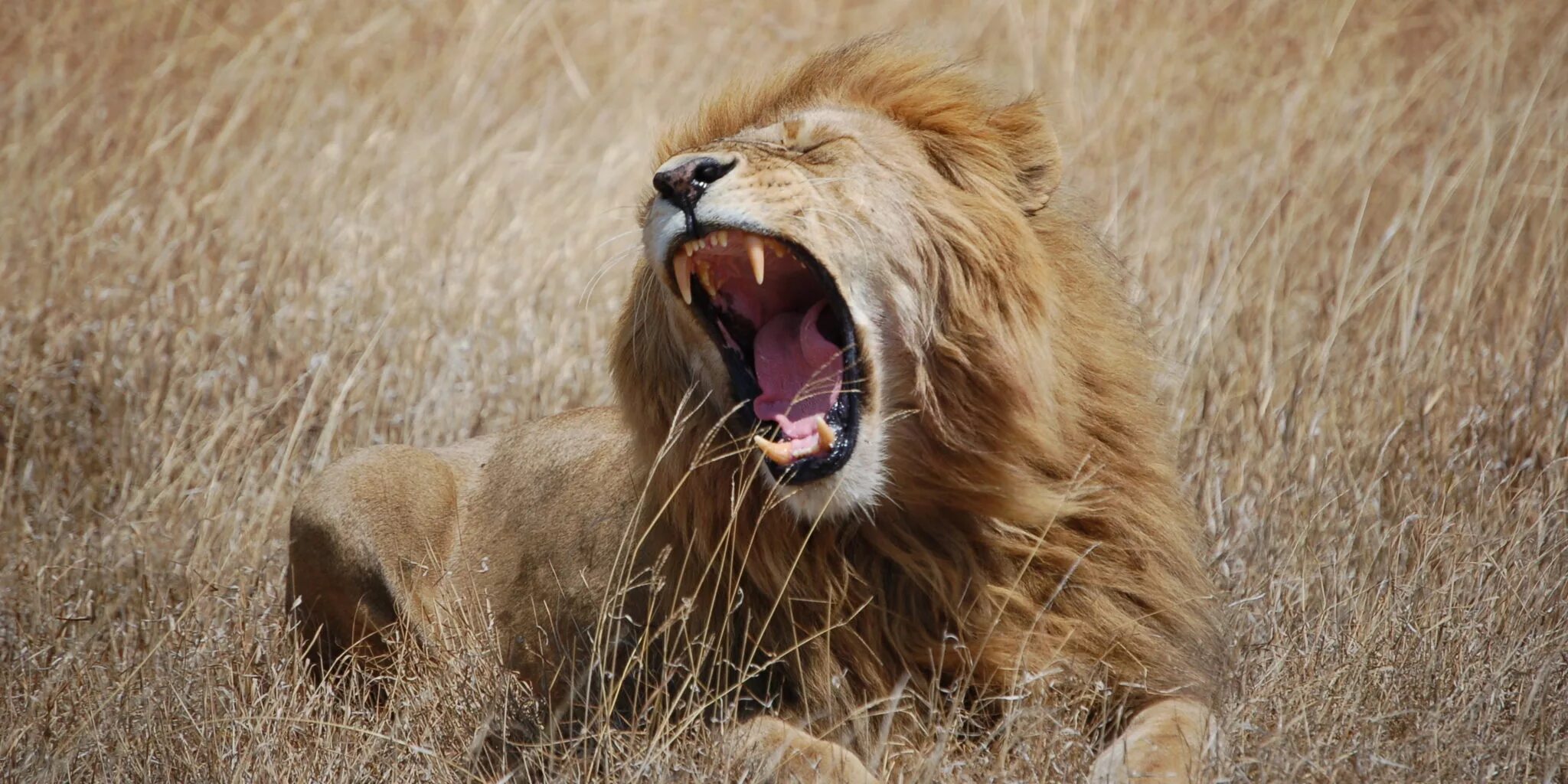 Лев зевает. Включи звук льва. Африканский лев. Лев рычит. Включи звук льва.