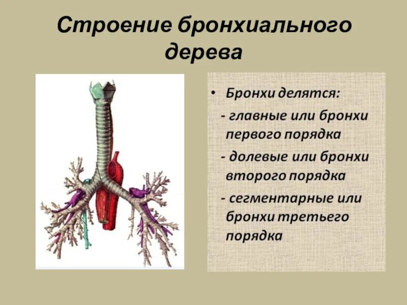 Трахея бронхи бронхиальное дерево. Строение бронхиального дерева анатомия. Бронхи строение бронхиальное дерево. Строение бронхов, бронхиальное дерево, функции.. Строение и функции трахеи и легких