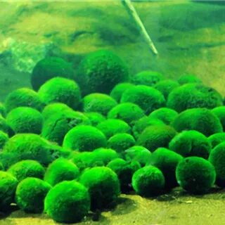 Круглая зеленая водоросль