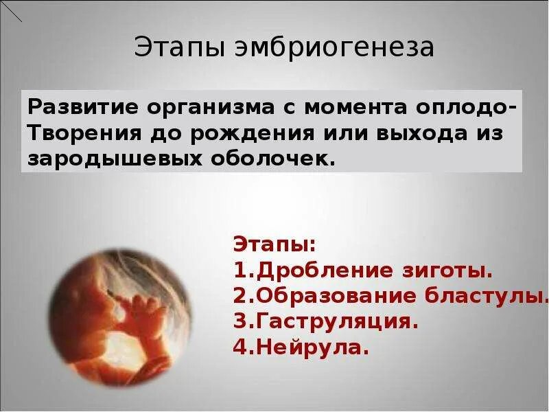 Стадии эмбриогенеза таблица. Закономерности развития организма. Период развития организма после рождения. Биология 9 класс эмбриональный период развития. Эмбриональный и постэмбриональный период развития.