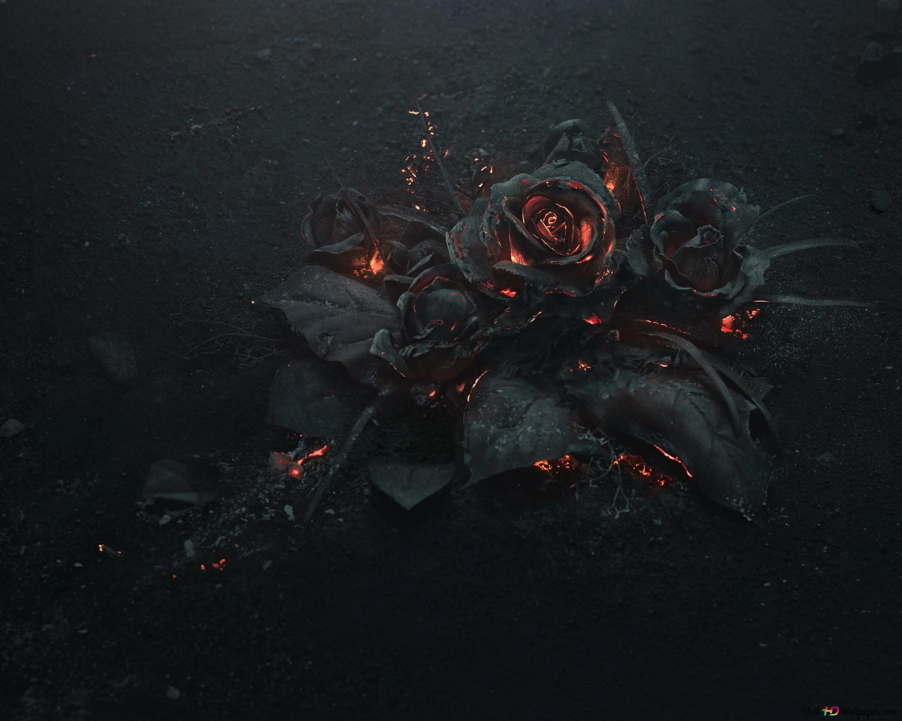 Burnt roses