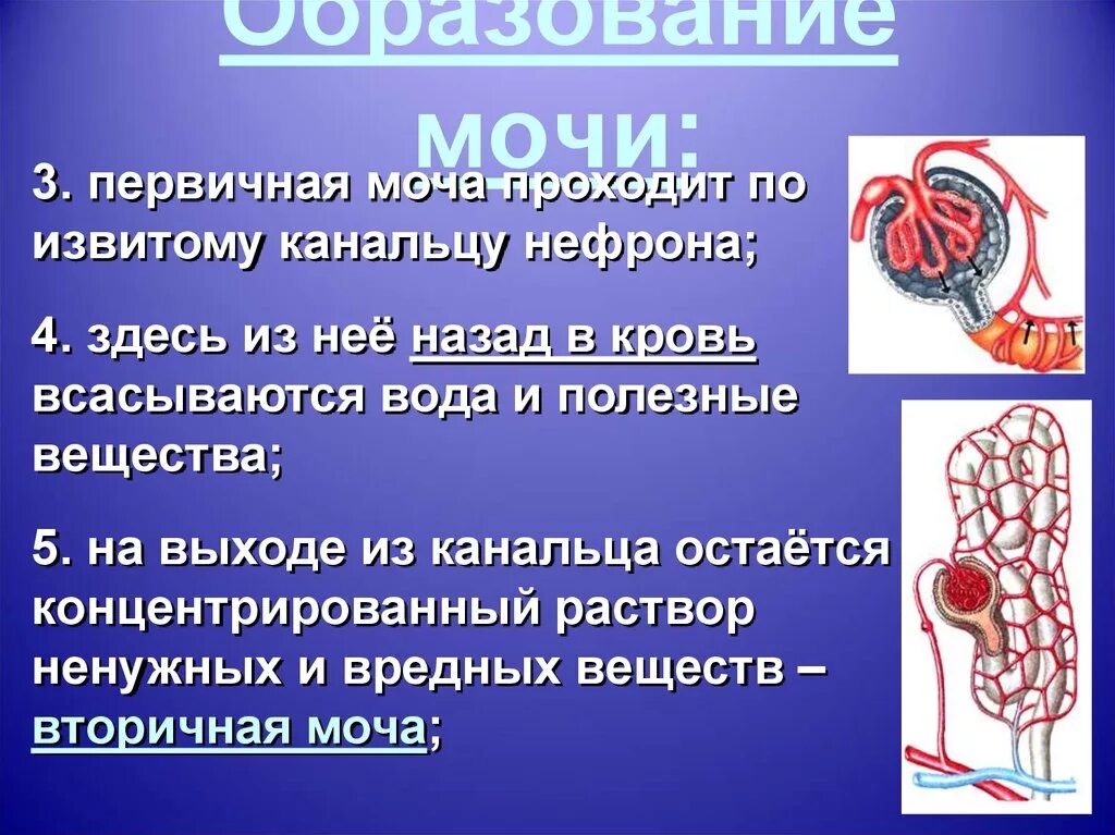 Образование первичной мочи происходит в мочеточниках. Первичная моча. Строение нефрона. Почки первичная и вторичная моча. Нефрон первичная и вторичная моча.