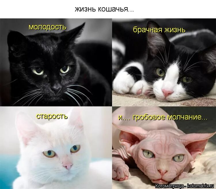 Жизнь без кошек