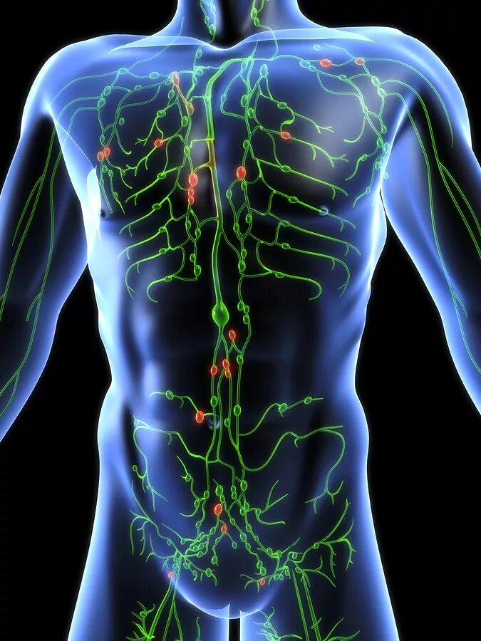 Лимфома брюшной. Лимфатическая система человека. Глимфатическая система. Лимфа и лимфатическая система. Лимфатическая система фото.