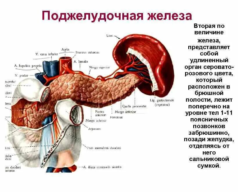 Какие железы расположены в брюшной полости. Органы брюшной полости поджелудочная железа. Внутренние органы человека поджелудочная железа схема расположения. Анатомический атлас поджелудочная. Поджелудочная железа расположение атлас.