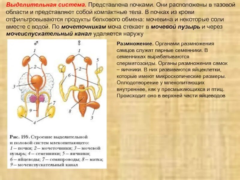 Строение выделительной системы млекопитающих. Выделительная система животных млекопитающих. Мочевыделительная система млекопитающих схема. Строение мочевыделительной системы млекопитающих.