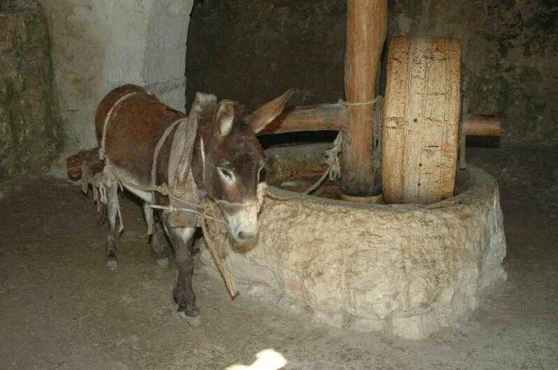 Как ходит ослик. Мельница с осликом. жернова ослик. мельница и лошади. ослик крутит мельницу.