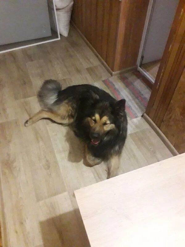 потеряшки брянская область