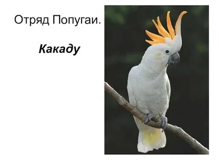 Как пишется какаду
