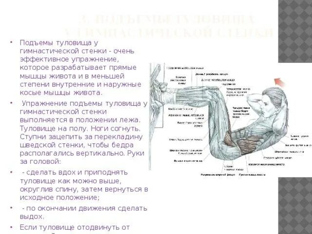 Подъем туловища. Подъемы туловища у гимнастической стенки. Техника выполнения подъема туловища. Подъем туловища из положения лежа мышцы. Подъем туловища из положения лежа на спине мышцы.