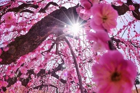 Жалаңаш еркек атақтылардың фотомонтажы