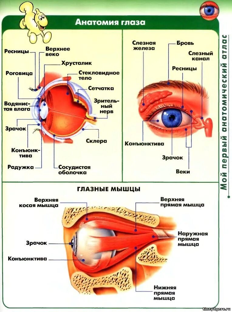 Элементы глаза. Строение глаза спереди. Строение глаза рисунок с обозначениями. Внутреннее строение глаза человека схема. Подробное Анатомическое строение глаза.