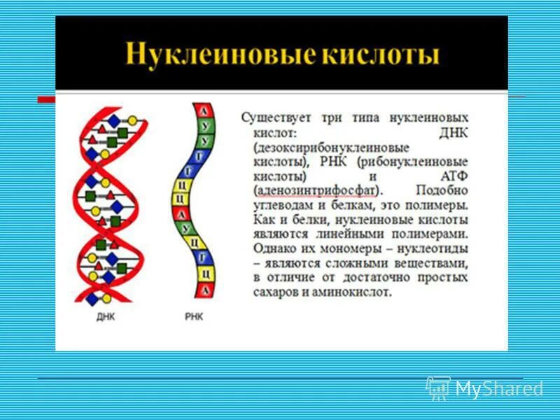 Ф Мишер открыл нуклеиновые кислоты. История открытия нуклеиновых кислот. История открытия и изучения нуклеиновых кислот.