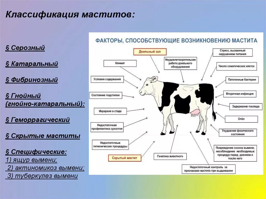 История болезни мастита. Мастит классификация хирургия. Маститы КРС классификация. Фибринозный мастит КРС.