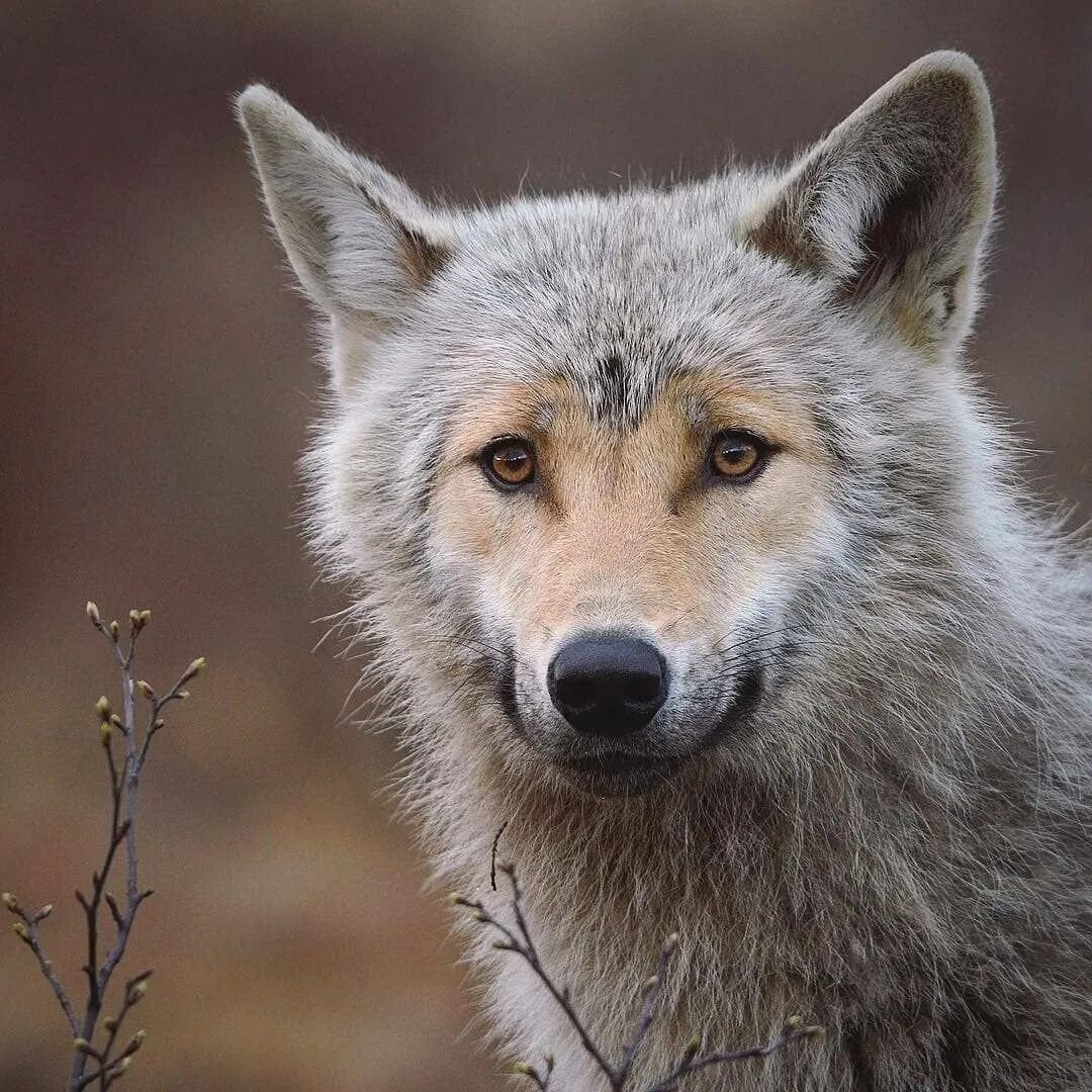 Покажи красивого волка. Евроазиатский волк. Волк. Покажи красивого волка. Волк серый обыкновенный.