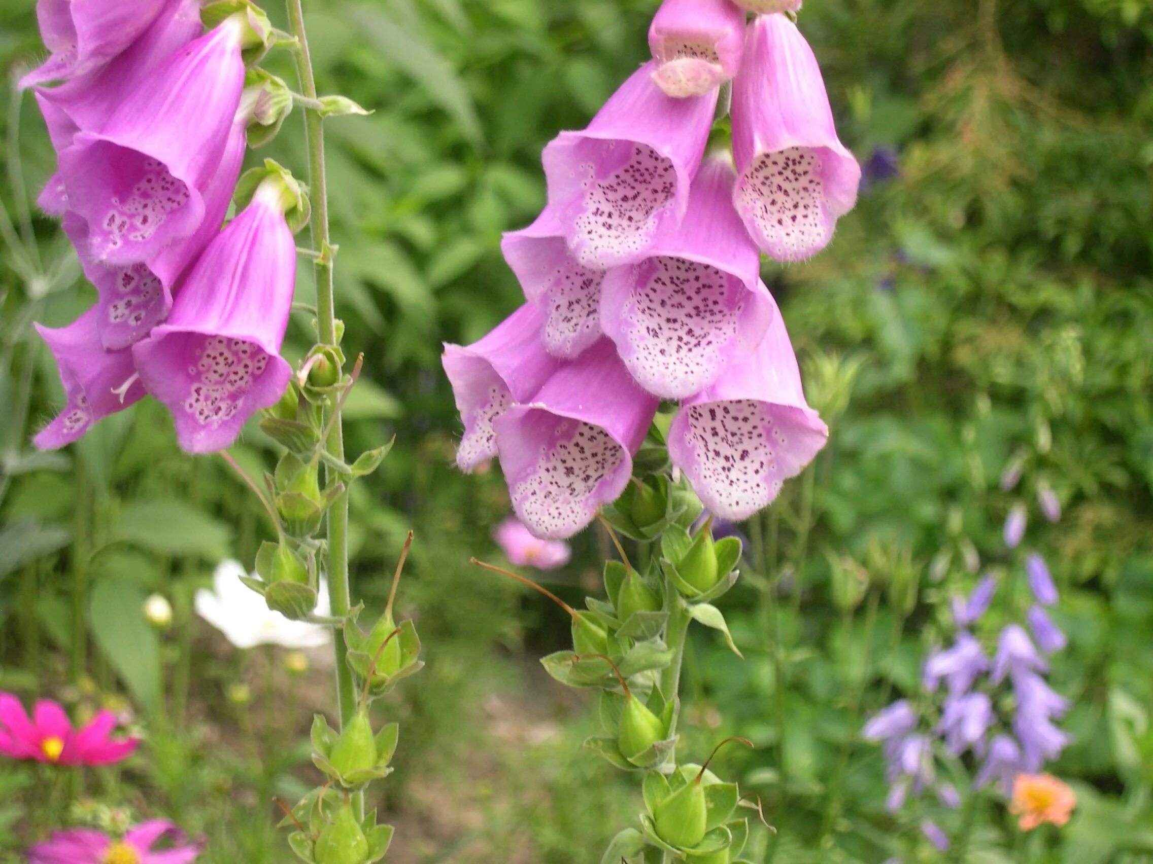 Наперстянка цветок фото. Дигиталис наперстянка. Наперстянка Foxglove. Наперстянка Эксельсиор. Наперстянка многолетняя.