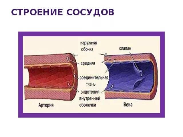 Строение вены рисунок. Схема строения артерий. Схематическое строение артерии. Общий план строения сосудов. Строение сосудов презентация.