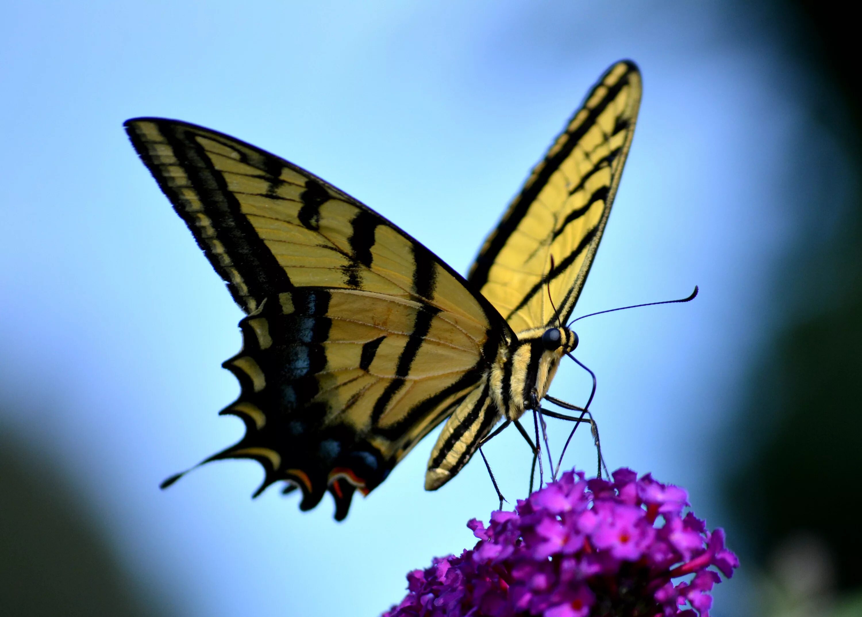 Papilio Palamedes. Парусник Кочубей бабочка. Капалак. Красивые бабочки. Почему бабочка летает