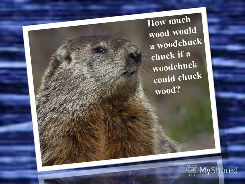 How much Wood would a Woodchuck Chuck. How much Wood скороговорка. How much Wood would a Woodchuck Chuck скороговорка. Wood Chuck Wood скороговорка.