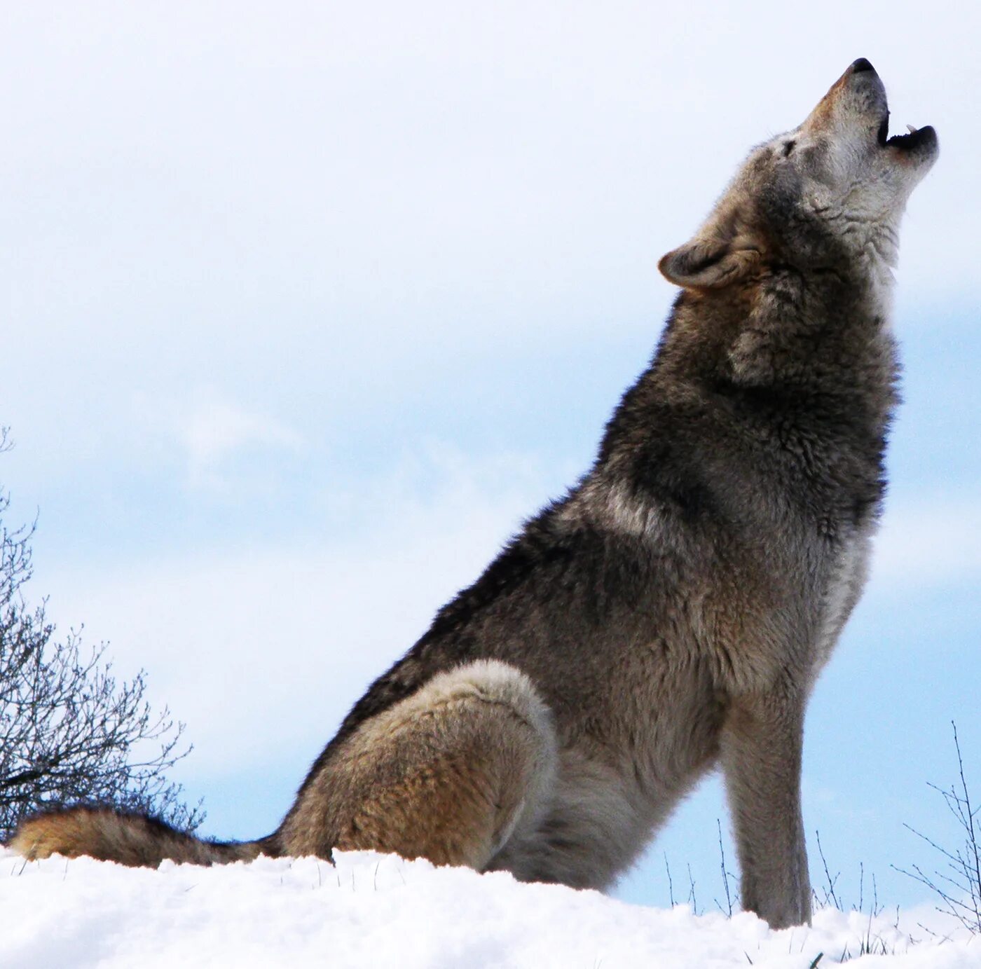 Канис Люпус. Canis Lupus spelaeus. Волк. Воющий волк.